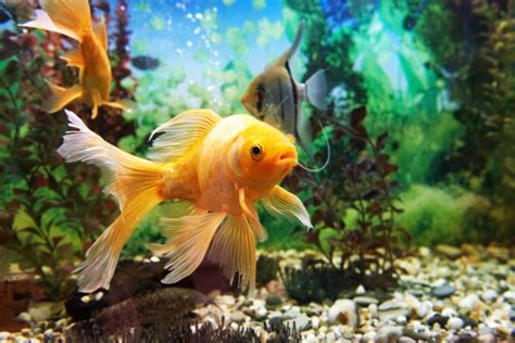 How Do Fish Drink Water? - Seatech Aquariums