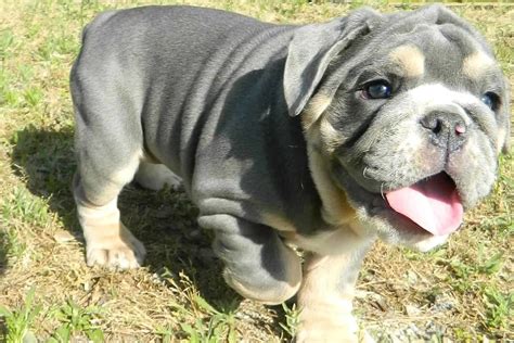 Blue English Bulldog Puppies For Sale Color Guide (2023)Bruiser Bulldogs