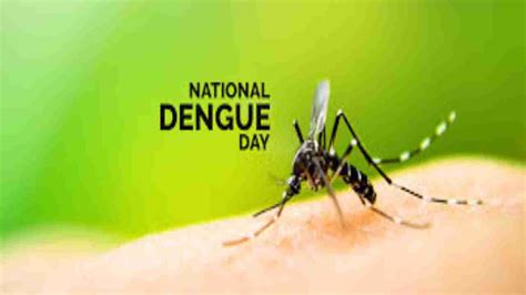National Dengue Day 2025: Causes, symptoms, prevention and diagnosis of ...