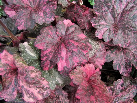 Heuchera ‘Midnight Rose Select’ | TERRA NOVA® Nurseries, Inc.