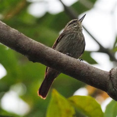 Animals.that Begin With X