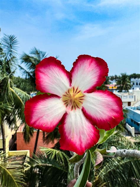 Adenium ADW 18 – Krishna’s Dream World