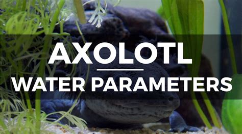 How to Set up an Axolotl Tank: Step-by-Step Setup and Care Guide