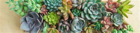 Succulents / Cacti – Paudhe Se Yaari