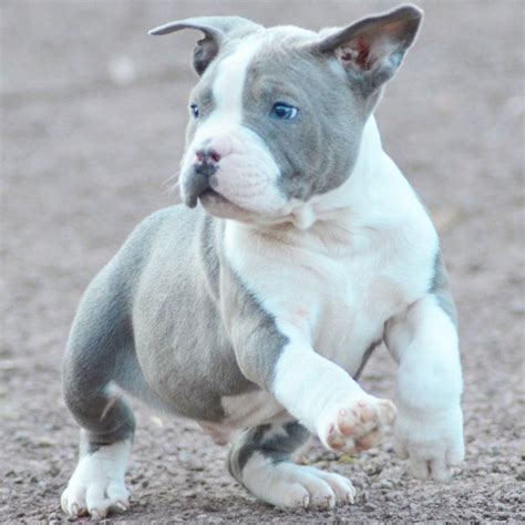 Xxl American Bully Puppies For Sale