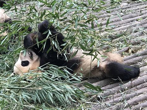 中国大熊猫吃竹子失量图设计元素素材免费下载(图片编号:7962934)-六图网