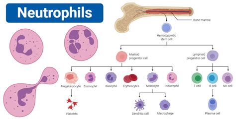 Immunology Notes - Microbe Notes
