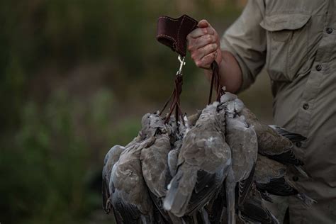 Guided Dove Hunts in Texas | Dry Creek Outfitters