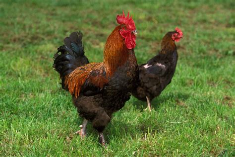 Black Copper Marans: Breed Profile, Facts & Pictures