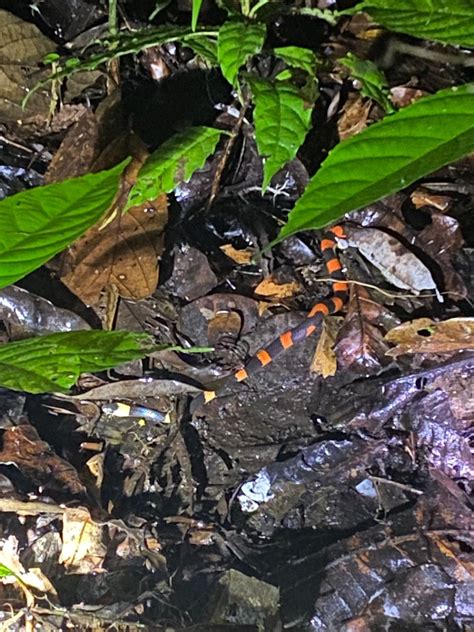 Darien National Park Night Safari – Embera Tours Panama