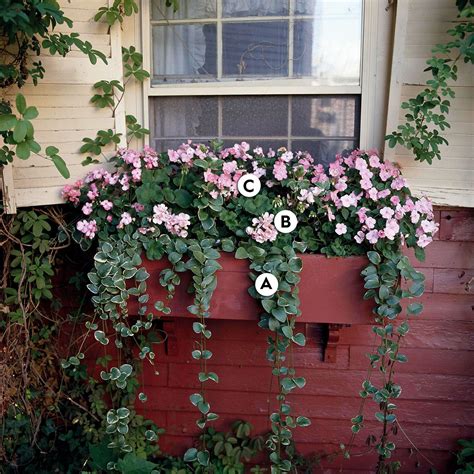 Best Flowers For Flower Box In Shade | Best Flower Site