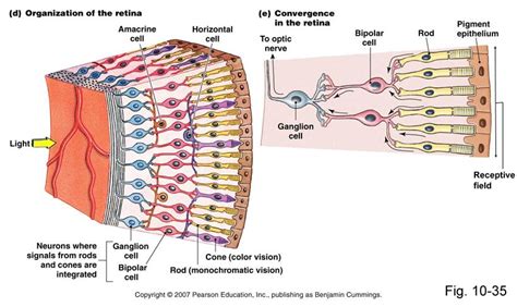 bipolar cells in eye