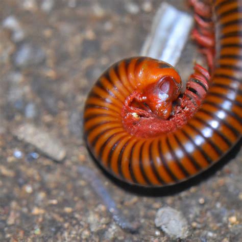Do Millipedes Climb Walls at Juliet Ford blog