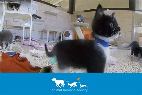 Kitten Cam: Our 24-hour kitten livestream will brighten your day ...