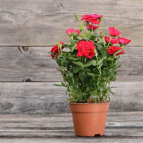 Miniature Rose Plant ‘Red’ One Plant In 10.5cm Pot By Acqua Garden