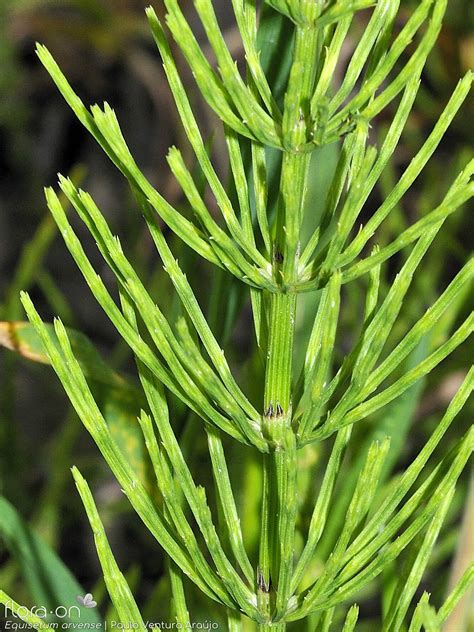Equisetum Arvense
