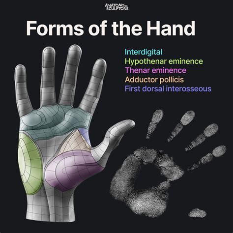 ArtStation - Palm - Form of the Hand | Hand anatomy, Anatomy, Anatomy for artists