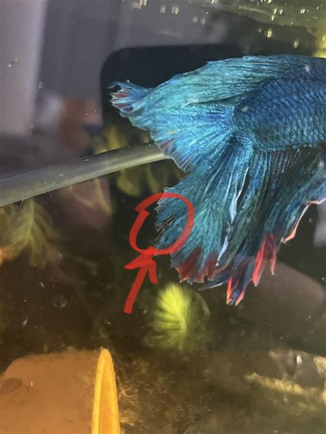 Healing from fin rot, but new damage found : r/bettafish