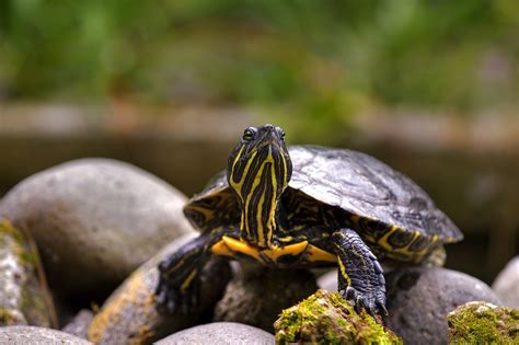 Eastern Box Turtle as a Pet: A Beginner's Guide