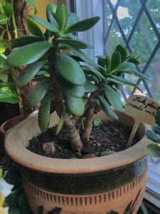 the green dotcom Jade Plant Price in India - Buy the green dotcom Jade ...