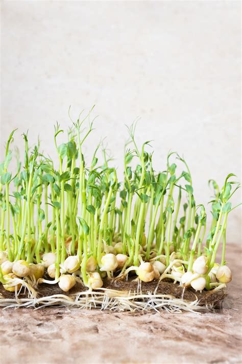 Homegrown sprouts Images - Free Download on Freepik