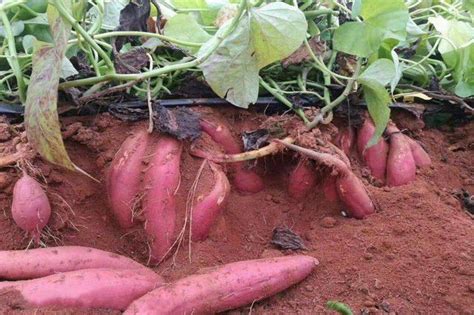 红薯亩产量一般多少斤 - 农敢网