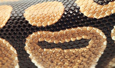 Image result for Python Constricting