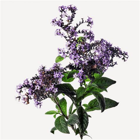 HELIOTROPE perfume by Franck Boclet - Wikiparfum - what is the scent of heliotrope