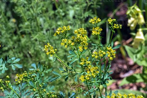Ruta graveolens, commonly known as the, common rue or herb-of-grace, is ...