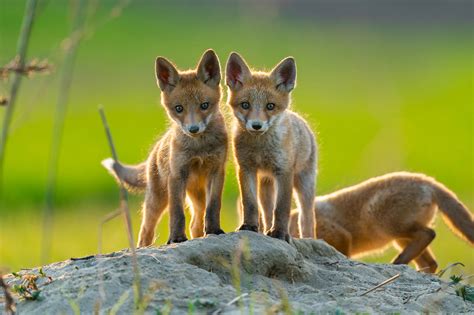 Images Of Baby Foxes