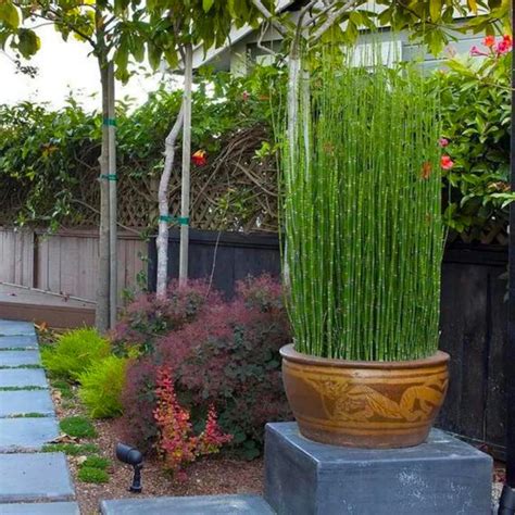 Equisetum Horsetail Live Plant | Indoor Outdoor – Seed2Plants ...