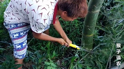 小小竹排（第1集）竹排制作之砍竹篇，一只非常精美的竹排制作过程。_腾讯视频