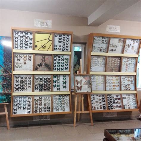 ARTHROPODA - BUTTERFLY MUSEUM (2026) All You Need to Know BEFORE You Go ...