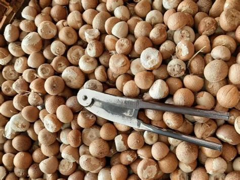 Supari Benefits for mouth ulcers arthritis in hindi how to get rid of ...