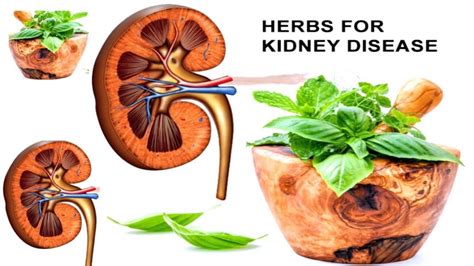 Ayurveda for Kidney Health: 7 Herbs That Can Help Improve Kidney Function