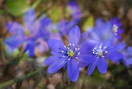 Image result for Springtime Bunnies