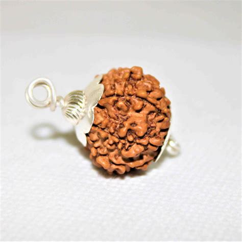 Natural 12 Mukhi Rudraksha (Nepal Origin- Collector Size) | Himalaya ...