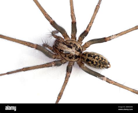 House Spider Vs Hobo Spider at Albert Stallings blog