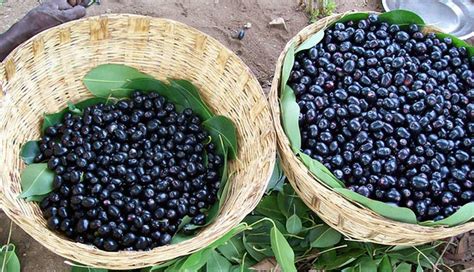 Read this Amazing Benefits of Jambul - lifeberrys.com