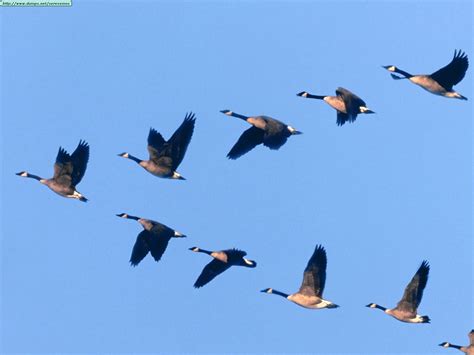 Lessons From Geese - aleanjourney