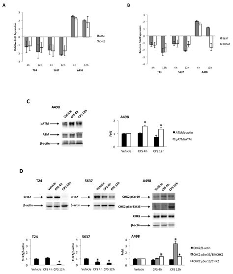 Unveiling the Molecular Mechanisms Driving the Capsaicin-Induced ...