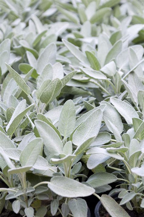 Sage plant varieties information on common types of sage plants – Artofit