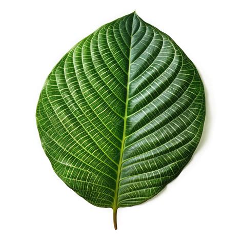 Premium Photo | Palmately compound leaf Isolated on white background