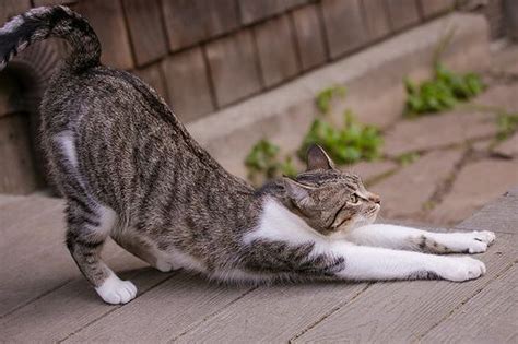 cat pose or downward dog