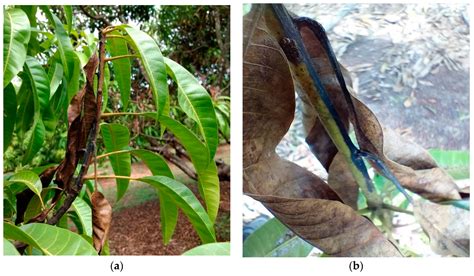 Impact of Twig-Tip Dieback on Leaf Nutrient Status and Resorption ...