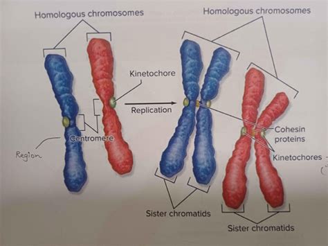 Chromosomes Vs Chromatids Phases Of Meiosis And Action In Each Phase