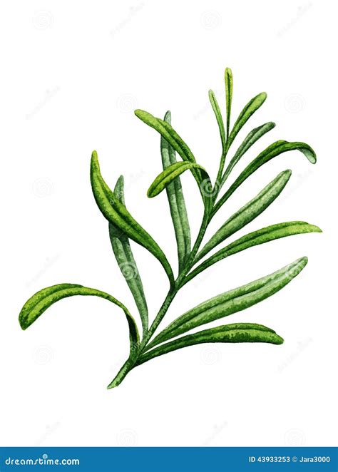 Sprig of Rosemary. Watercolor Illustration Stock Illustration ...