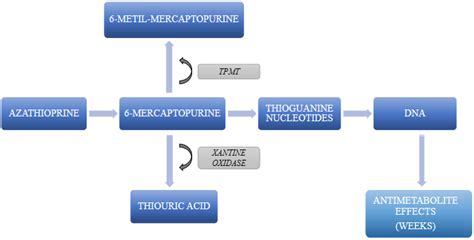 Azathioprine Mechanism Of Action