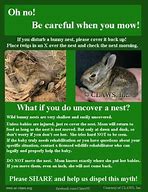 Image result for How to Take Care of a Wild Baby Bunny