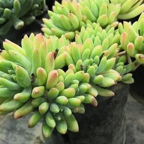How To Care of Succulents : 8 Plant - Care - Tips – Plant Orbit